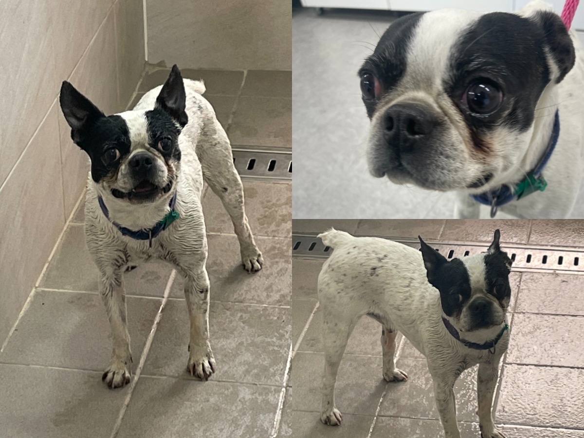 경주동물사랑보호센터_447505202300330